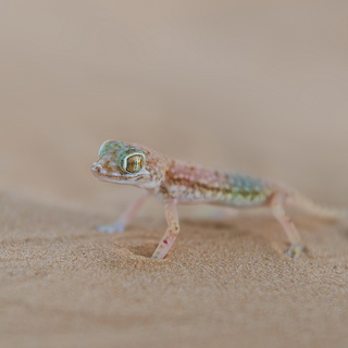 Sand gecko